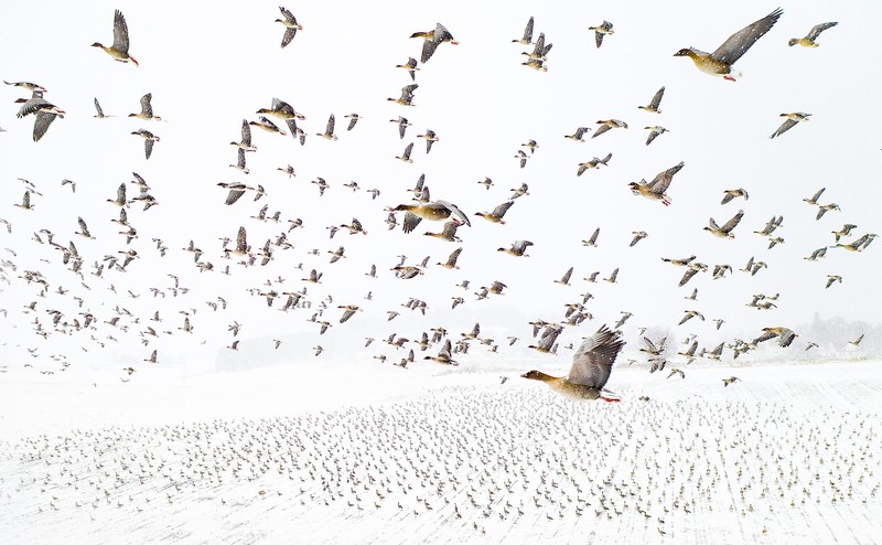 The Nature Photographer of the Year 2021