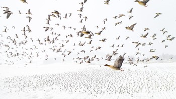 Pemenang utama sekaligus juara kategori Birds: Terje Kohlaas Camera: Hasselblad L1D-20c attached to a DJI mavic 2 pro drone Lens: 28mm f2.8 EXIF: 1/1000s – f3.2 – +2.3 compensation Accessories: Drone Foto: The Nature Photographer of the Year