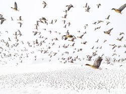 Siap-siap Terkesima, Ini Karya Jawara Kontes Foto Alam 2021