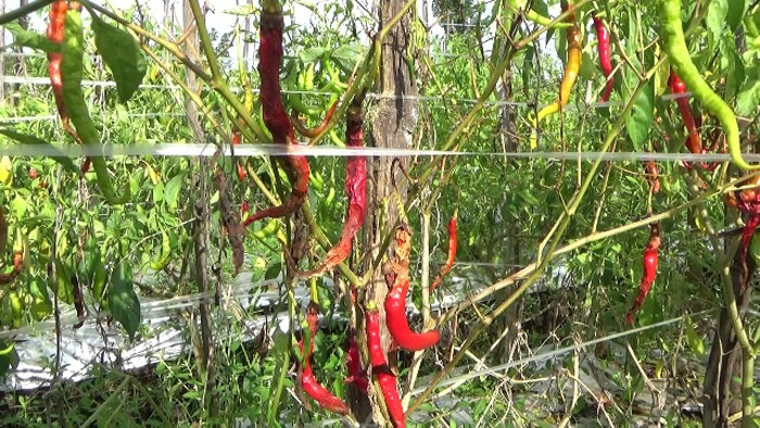 cabai rawit di lumajang