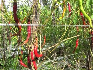 Petani Cabai di Lumajang Pasrah Tanamannya Rusak Diterjang Hujan Terus Menerus