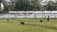Total kapasitas pembangkit EBT yang dibutuhkan mencapai 230 GW dengan total investasi mencapai Rp 9.000 triliun.