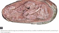 Embrio Dinosaurus Ditemukan Utuh, Siswa Harus Tahu Alasannya Bisa Awet