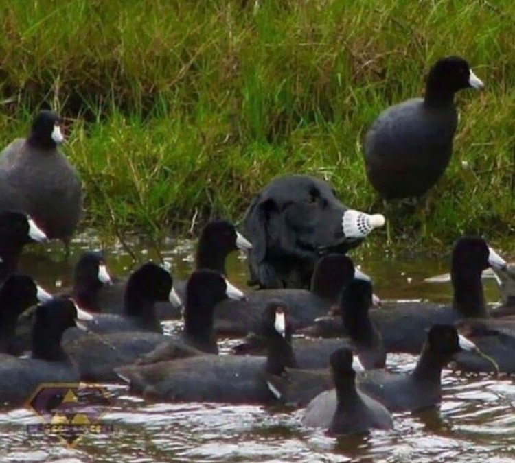 Foto Kamuflase Menipu Mata Foto Kamuflase Menipu Mata