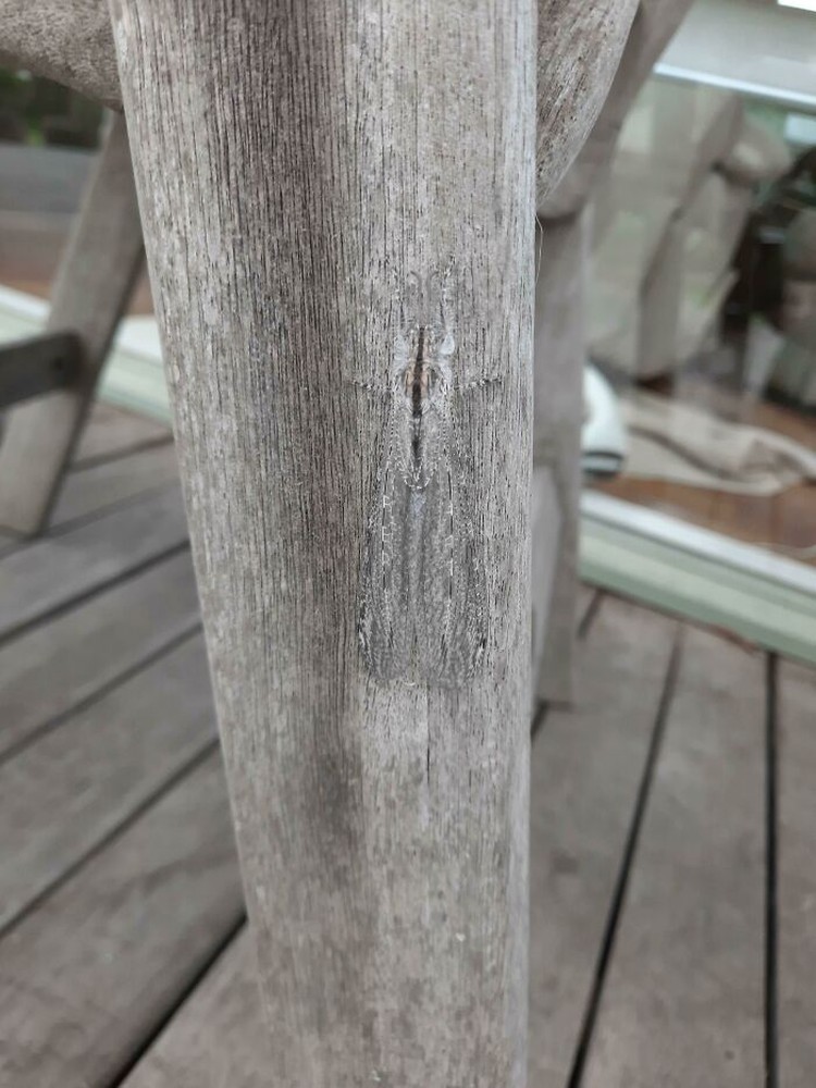 Foto Kamuflase Menipu Mata
