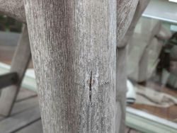 Yakin Mata Kamu Tidak Tertipu Lihat Foto Kamuflase Ini?