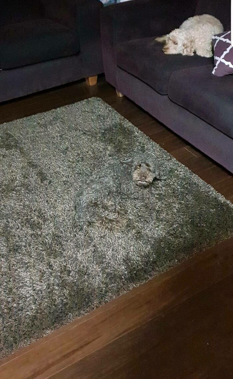 Foto Kamuflase Menipu Mata
