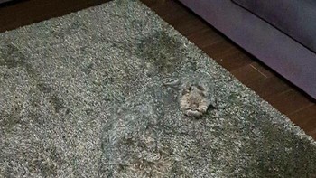 Foto ini terdapat dua anjing, bisa menemukan semuanya? Foto: Boredpanda