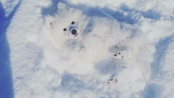 Melihat sesuatu yang berbeda di foto ini? Foto: Boredpanda