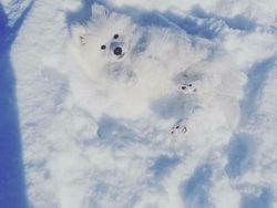 Yakin Mata Kamu Tidak Tertipu Lihat Foto Kamuflase Ini?