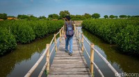 Taman Mangrove Ketapang cocok bagi wisatawan yang suka berfoto ria. Umumnya, lokasi dikunjungi warga saat akhir pekan.