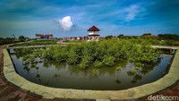 Waktu terbaik untuk ke Taman Mangrove Ketapang saat sore hari menjelang matahari terbenam.