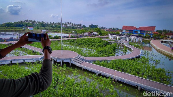 Salah seorang wisatawan tengah memotret Taman Mangrove Ketapang dari gardu pandang.