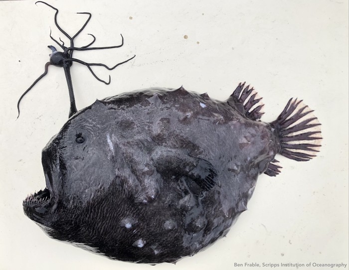 Ikan anglerfish
