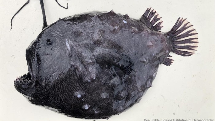 Ikan anglerfish