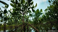 Di samping itu, mangrove berfungsi sebagai pencegah erosi dan abrasi.   