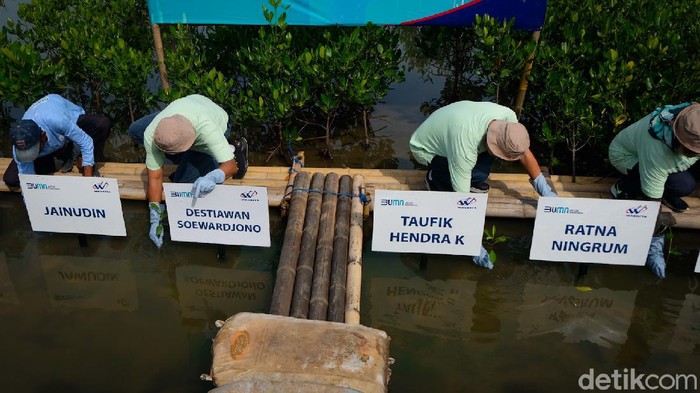 Kolaborasi Kurangi Dampak Abrasi di Pesisir Banten Hutan mangrove memiliki peran kunci dalam menjaga kelestarian lingkungan pesisir. Untuk itu, diperlukan upaya pelestarian terhadap hutan mangrove.