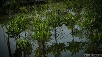 Akar-akar pohon mangrove secara efisien melindungi tanah.  