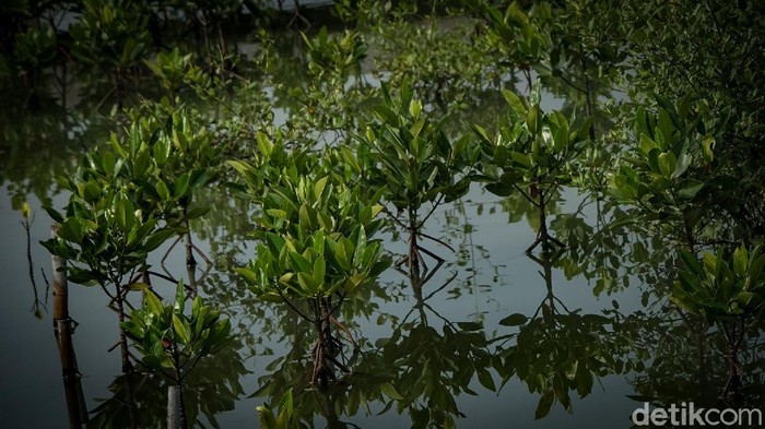 Hutan mangrove memiliki peran kunci dalam menjaga kelestarian lingkungan pesisir. Untuk itu, diperlukan upaya pelestarian terhadap hutan mangrove.
