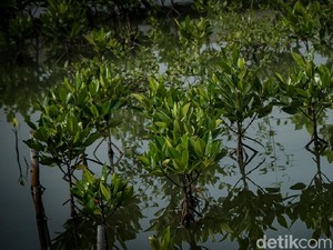 Tempat UMKM di Jakarta Direvitalisasi, 1.000 Bibit Mangrove Ditanam