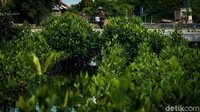 Tanaman ini berdiri di atas substrat lumpur. Akar tongkat pohon mangrove memberi zat makanan dan menjadi daerah pembesaran hewan laut, seperti ikan, udang, kepiting, dan kura-kura.  
