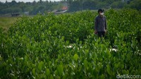 Sejatinya, adanya hutan mangrove menjadi upaya pelestarian alam di kawasan pesisir. Umumnya, tanaman yang kerap dijumpai adalah Rhizophora sp.  