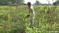 Hal itu salah satunya yang dialami para petani di desa Sukorejo kecamatan Kunir Lumajang.