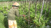 Para petani hanya bisa pasrah melihat tanaman cabai mereka rusak.