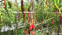 Kondisi cabai para petani yang rusak ini ditengah harga cabai yang mahal, sehingga semestinya bisa memberikan keuntungan bagi para petani. Untuk diketahui harga cabai rawit di tingkat petani seharga Rp 30.000 sedangkan cabai merah besar seharga Rp 25.000 per kilogramnya.