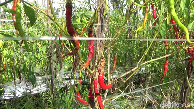 Tanaman Cabai Rusak Imbas Hujan Deras, Petani Merugi