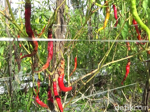 Tanaman Cabai Rusak Imbas Hujan Deras, Petani Merugi