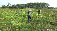 Hujan deras dengan intensitas tinggi berdampak buruk bagi para petani cabai di kabupaten Lumajang, Jawa Timur, Rabu, (22/21/2021).