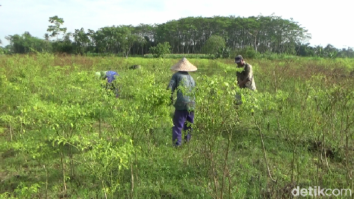 Tanaman Cabai Rusak Imbas Hujan Deras Hujan deras dengan intensitas tinggi berdampak buruk bagi para petani cabai di kabupaten Lumajang. Salah satunya yang dialami para petani di desa Sukorejo kecamatan Kunir Lumajang, Jawa Timur, Rabu, (22/12/2021)