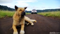 Pohon-pohon tua yang rindang juga menarik mata. Selain itu air danaunya sangat bening dan terdengar kicauan-kicauan burung langka yang terdengar dari hutan seperti burung celalongan, dan jenis burung lainnya sangat mudah didengar.