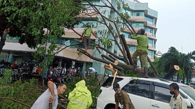 27 pohon tumbang di 25 titik di Jakarta Barat, Kamis (23/12/2021).