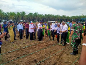 Organisasi Anak Muda Papua Binaan BIN Tanam Jagung di Eks Lahan Sawit