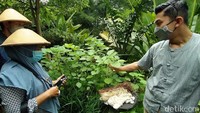 Bahan-bahannya antara lain, mendong, akar wangi, pelepah pisang, eceng gondok dan lainnya.  (Eko Susanto/detikcom)