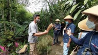 Pertama, wisatawan yang tiba akan mendapat briefing, kemudian nanti diajak keliling dipandu oleh seorang guide untuk melihat tanaman serat untuk ditenun. (Eko Susanto/detikcom)