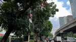 Duh, Rambu Lalu Lintas Terhalang Dedaunan di Tanah Abang