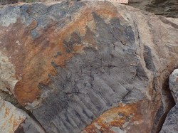 Zaman Dulu, Hewan Kaki Seribu Sebesar Mobil