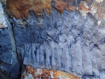 Seremnya Hewan Kaki Seribu Zaman Dulu Seukuran Mobil