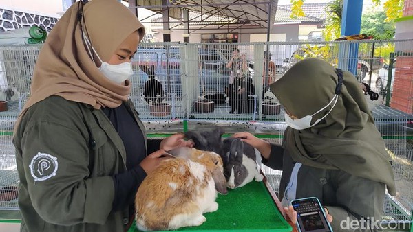 Potret Wahana Baru di Taman Kyai Langgeng: Rumah Kelinci