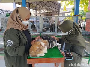 Jelang Libur Nataru, Taman Kyai Langgeng Tambah Wahana Edukasi Kelinci