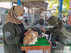 Jelang Libur Nataru, Taman Kyai Langgeng Tambah Wahana Edukasi Kelinci