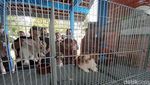 Potret Wahana Baru di Taman Kyai Langgeng: Rumah Kelinci