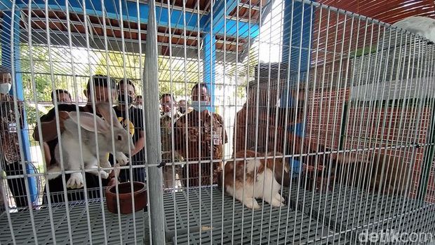Jelang Libur Nataru, Taman Kyai Langgeng Tambah Wahana Edukasi Kelinci