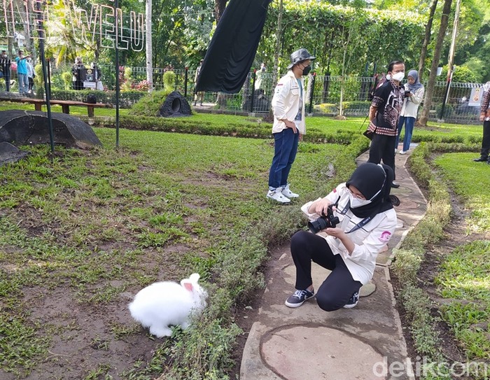 Jelang Libur Nataru, Taman Kyai Langgeng Tambah Wahana Edukasi Kelinci