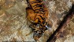 Kondisi Harimau Terluka sampai Ada Belatung di Badannya
