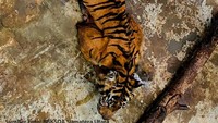 Dewi Siundol yang tertangkap bukanlah suatu kebanggan, namun petugas semua patut senang dan bersyukur karena bisa melakukan evakuasi untuk menyelamatkan salah satu spesies satwa liar yang hanya ada di Pulau Sumatera ini.