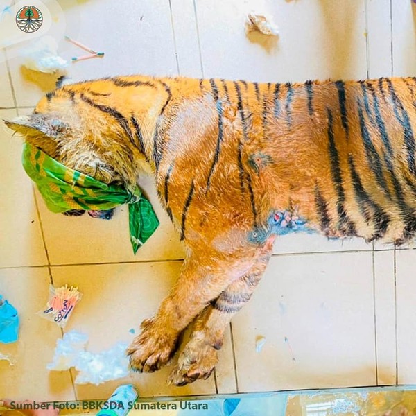 Harimau Sumatra bernama Dewi Siundol masuk ke dalam kandang jebak pada 16 Desember lalu. Harimau itu terluka parah.